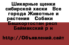 Шикарные щенки сибирской хаски - Все города Животные и растения » Собаки   . Башкортостан респ.,Баймакский р-н